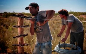 ¿Cuántos kilos de novillo, trigo o maíz se necesitan para alambrar 1.000 metros de campo?