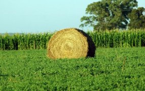 La alfalfa, un cultivo de “reconversión” que crece en Mendoza por la demanda ganadera