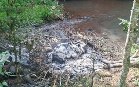Investigan la aparición de restos de un animal vacuno en un arroyo en el Municipio misionero de Campo Ramón