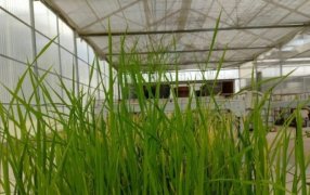 El arroz argentino entró en la era de la edición génica: Un hito para el crecimiento del cultivo