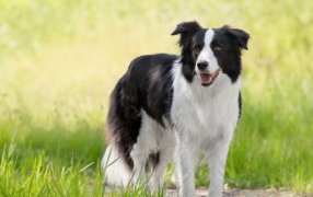 Los perros pueden formar su vocabulario como nenes chiquitos: cuáles son las razas más “talentosas”