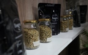 El Municipio de Apóstoles apuesta a la innovación productiva con el primer café de especialidad misionero