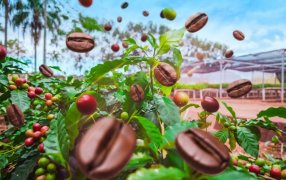 Se realizará en la ciudad de Eldorado una jornada técnica sobre el cultivo de café como alternativa productiva en la provincia de Misiones