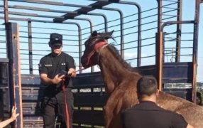 La Policía de Misiones rescató otro equino maltratado y abandonado, nadie se hizo cargo y fue puesto a resguardo