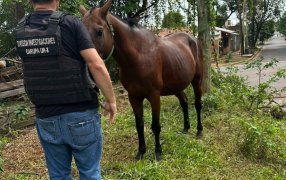 Habría sustraído un caballo de raza cuarto de milla y lo quería rematar por Marketplace: La Policía de Misiones lo recuperó tras un rastreo digital