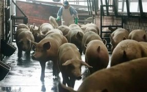 Detectan foco de Peste Porcina Clásica en una granja en Brasil