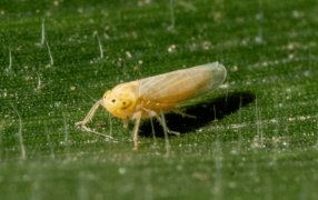 Chicharrita del maíz: La red de monitoreo de la plaga confirmó “luces amarillas” para la próxima campaña