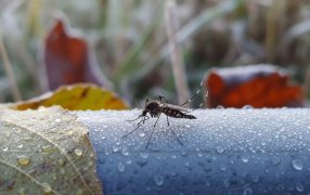 Aumentaron los casos de Chikungunya en Tucumán y las autoridades pidieron extremar los cuidados