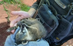 Villa Bonita: Rescataron y pusieron a salvo a un coatí silvestre que era perseguido por perros