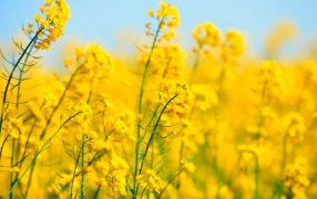 La colza regresa con variedades muy competitivas en alimento y energía