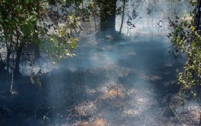 Incendio en el Municipio de Corpus Christi consumió una hectárea de pinar, el foco ígneo se desarrolló en una zona de difícil acceso y no se registraron personas lesionadas