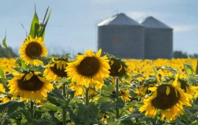 El girasol rompe el tablero: Molienda histórica y exportaciones que crecen más del doble