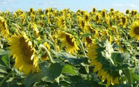 Girasol: Desde los resultados a campo al Congreso de ASAGIR en Mar del Plata