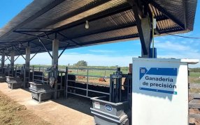 Más carne, menos pasto: INTA Mercedes y un aporte clave a la eficiencia ganadera del NEA