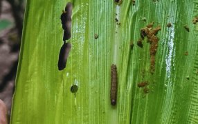 Alerta en el maíz: El norte de Santa Fe ya sufre ataques tempranos de gusanos cogolleros