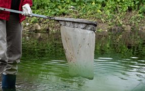 Informe oficial: Descartan que la muerte de peces en el Río Carcarañá haya sido por fitosanitarios