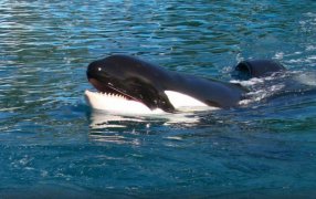 Murió Kshamenk, la histórica orca de Mundo Marino que estuvo 33 años en el Parque Temático de San Clemente del Tuyú