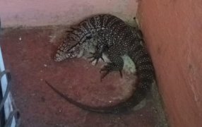 Posadas: Rescataron un lagarto de gran tamaño que había ingresado a una vivienda en el Barrio Miguel Lanús, el reptil fue retirado y liberado en su hábitat natural