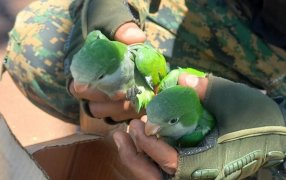 Rescataron loros, que eran ofrecidos por las redes en Apóstoles y en Tres Capones a tres equinos que eran mantenidos sin agua, sombra ni alimento