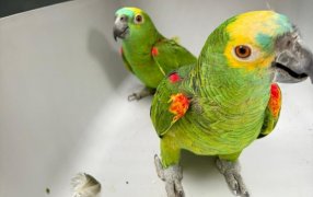 Rescataron cuatro loros habladores y secuestraron documentación irregular durante un allanamiento en la ciudad de Puerto Iguazú
