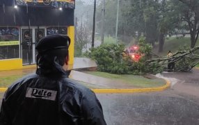 Misiones: Intensas lluvias generaron múltiples intervenciones policiales por anegamientos, caída de árboles y desbordes de arroyos en la provincia