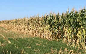 Casi 3.500 millones de dólares: Una primera estimación de las pérdidas que ya está generando la sequía