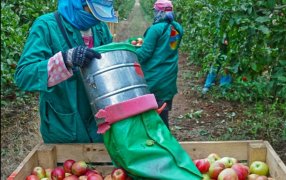 Extienden la vigencia del Decreto que permite compatibilizar el trabajo rural temporario con el cobro planes sociales