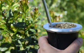 Las ventas de yerba mate superaron los 46 millones de kilos el primer bimestre
