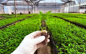 Biofábrica Misiones completa la entrega de cien mil plantines de menta piperita para exportación