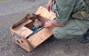 Detectaron el transporte ilegal de un ave silvestre: Gendarmería Nacional impidió el tráfico de fauna en Corrientes