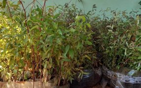 Productores misioneros se beneficiaron con asistencia técnica y plantines de eucaliptos