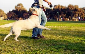 Posadas: Cuidado de mascotas y animales silvestres en el Día del Animal