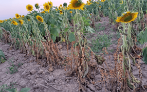 Orobanche Cumana: Todo lo que hay que saber sobre la nueva maleza que amenaza al girasol argentino