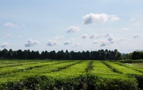 Hacia la II Cumbre de Agricultura Sostenible 2025: Misiones Orgánica, protagonista en Jornada Internacional
