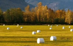 Descubrí cual es la especie forrajera templada ideal para el henolaje