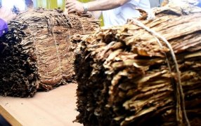 Misiones: Esta semana abonan a más de cuatro mil productores tabacaleros de la provincia