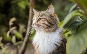 8 de Agosto: Día Internacional del Gato, lo que tenés que saber