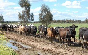 Investigadores de Australia desarrollan pastillas que reducen los eructos de las vacas