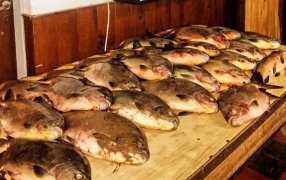 Le dijo a la Policía de Misiones que tuvo suerte en la pesca y había robado 26 peces de la especie pacú
