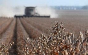 La cosecha de soja avanzó 15% durante la semana y cubrió 500.000 hectáreas