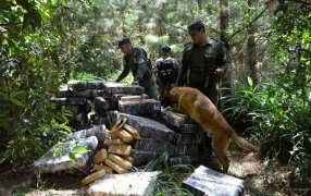 Misiones: Gendarmería Nacional procedió al secuestro de novecientos setenta y dos kilogramos de marihuana, fue en el predio conocido como “Los Pinales”