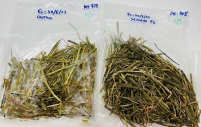 Innovación científica para mejorar la conservación del silaje