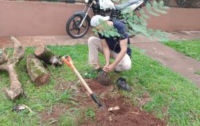 Misiones: El Municipio apostoleño continúa con el reemplazo programado de plantas en espacios públicos
