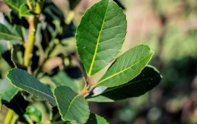 El INYM recuerda que en Octubre y Noviembre rige la suspensión de cosecha y secanza de yerba mate