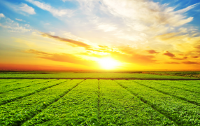 El mercado de alquileres agrícolas también enfrenta incertidumbre