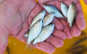 Misiones: Impulsan la actividad piscícola promoviendo el consumo de pescado de cultivo
