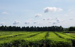 Desde el inicio de la zafra, se actualizó un 30% el precio del brote de té