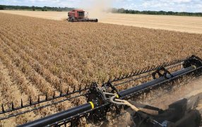 Por las lluvias, se retrasó la cosecha de soja y hay preocupación por posibles pérdidas de calidad