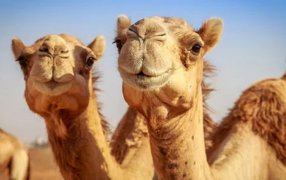 A menos de un mes del Mundial: Alerta por el virus del camello en Qatar