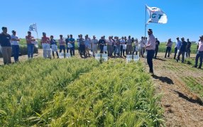 Llegó una nueva generación en genética para cultivos de invierno